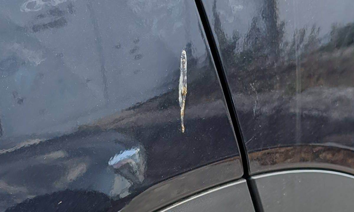 vtaci trus na laku auta_1